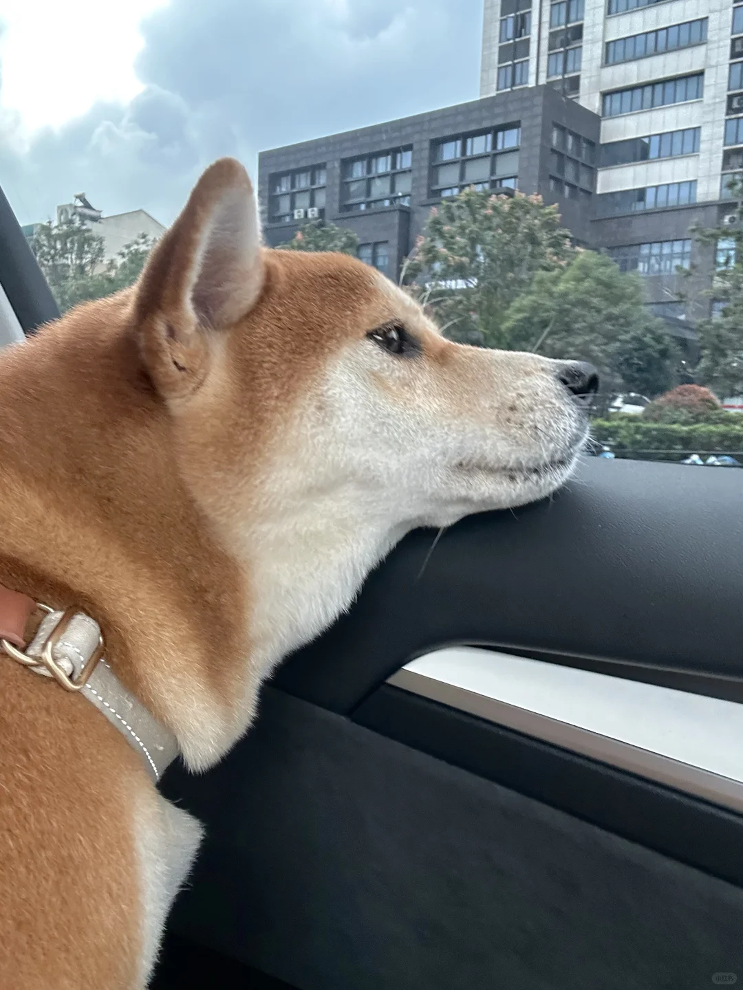 故乡的樱花 开了吗…