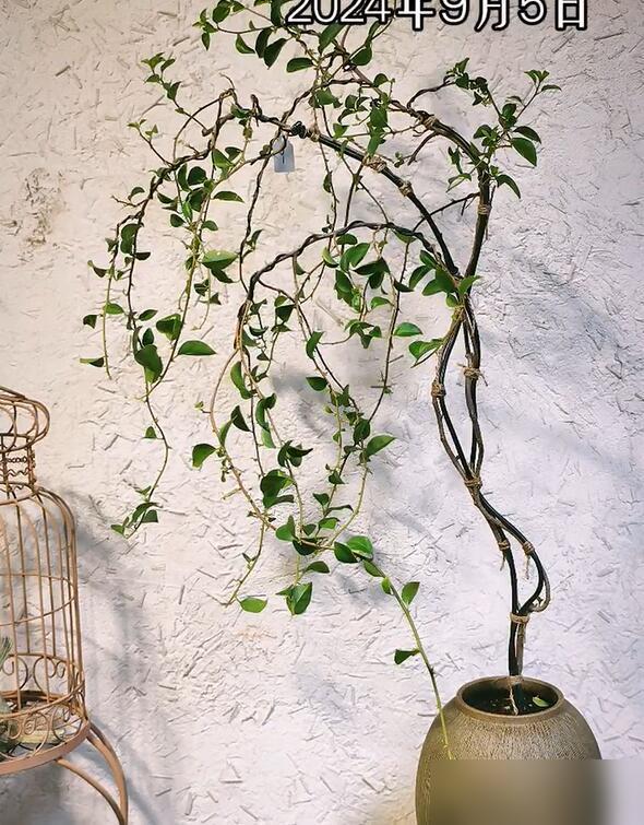 看我家那口子养三角梅，我酸得直咬柠檬！

以前烟酒不离的糙汉，现在双11不疼我，