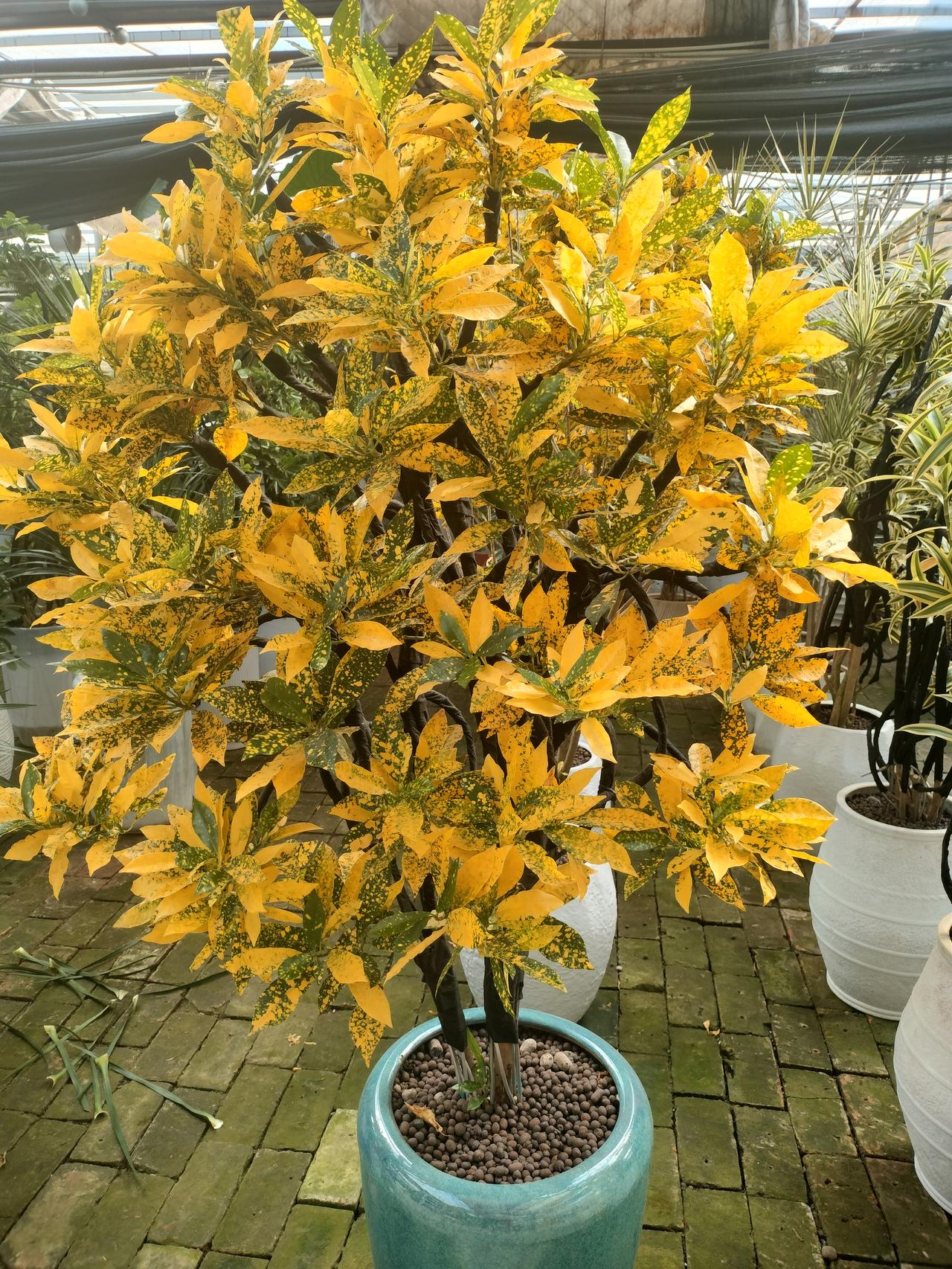 都说一叶知秋，但是这个花本来叶子就都是黄色的，秋天看了挺贴合这个季节，如果是夏天