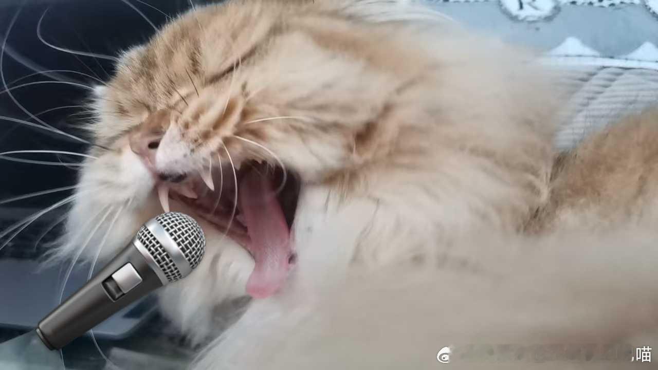 49489【丑猫】此乃何物 