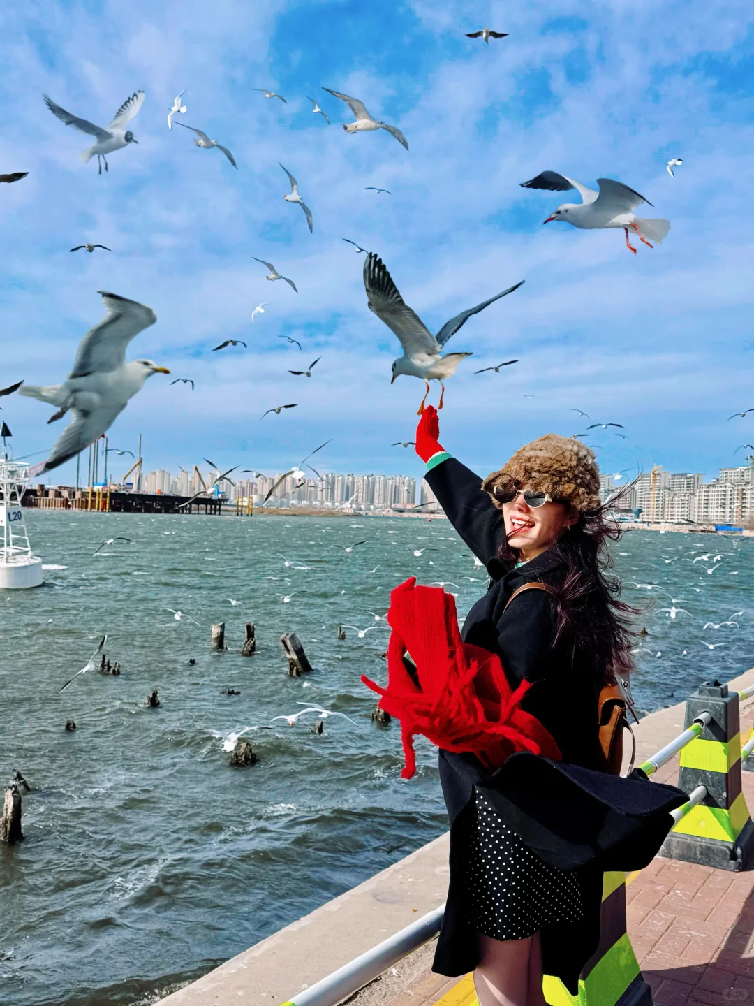 11.29实拍海鸥‼️冬季的天津怎么美成这样子