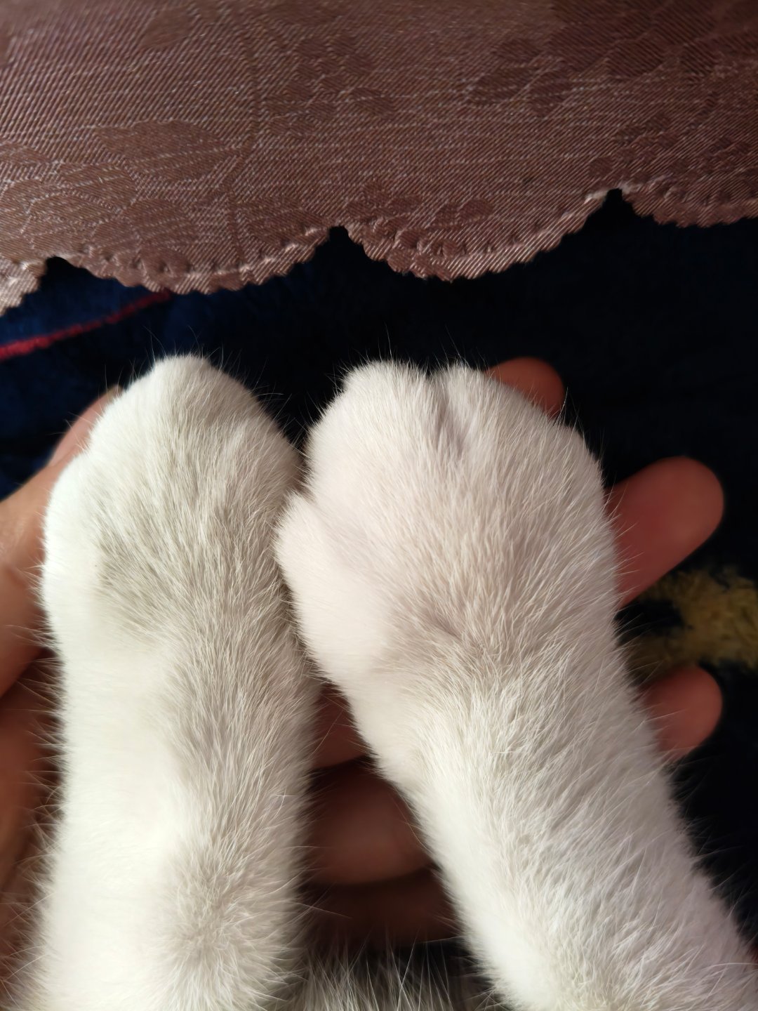 咪的天，咪的爪子怎么肿成这样了 