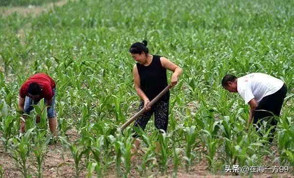 那些上蹿下跳，着急上火的“闹金者”如果当初在参加社保时有今天这么积极，在缴费上这