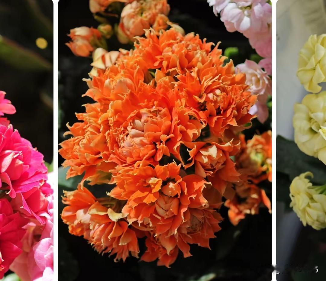 请教花友：第10张图片叫什么名字？花朵超大，像国色牡丹，荣华富贵，层层叠叠，漂亮