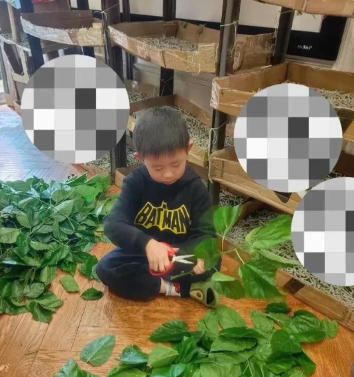 湖北武汉，阮女士因6岁的儿子想盖蚕丝被，竟直接网购1万粒蚕卵。没想到的是，这些蚕