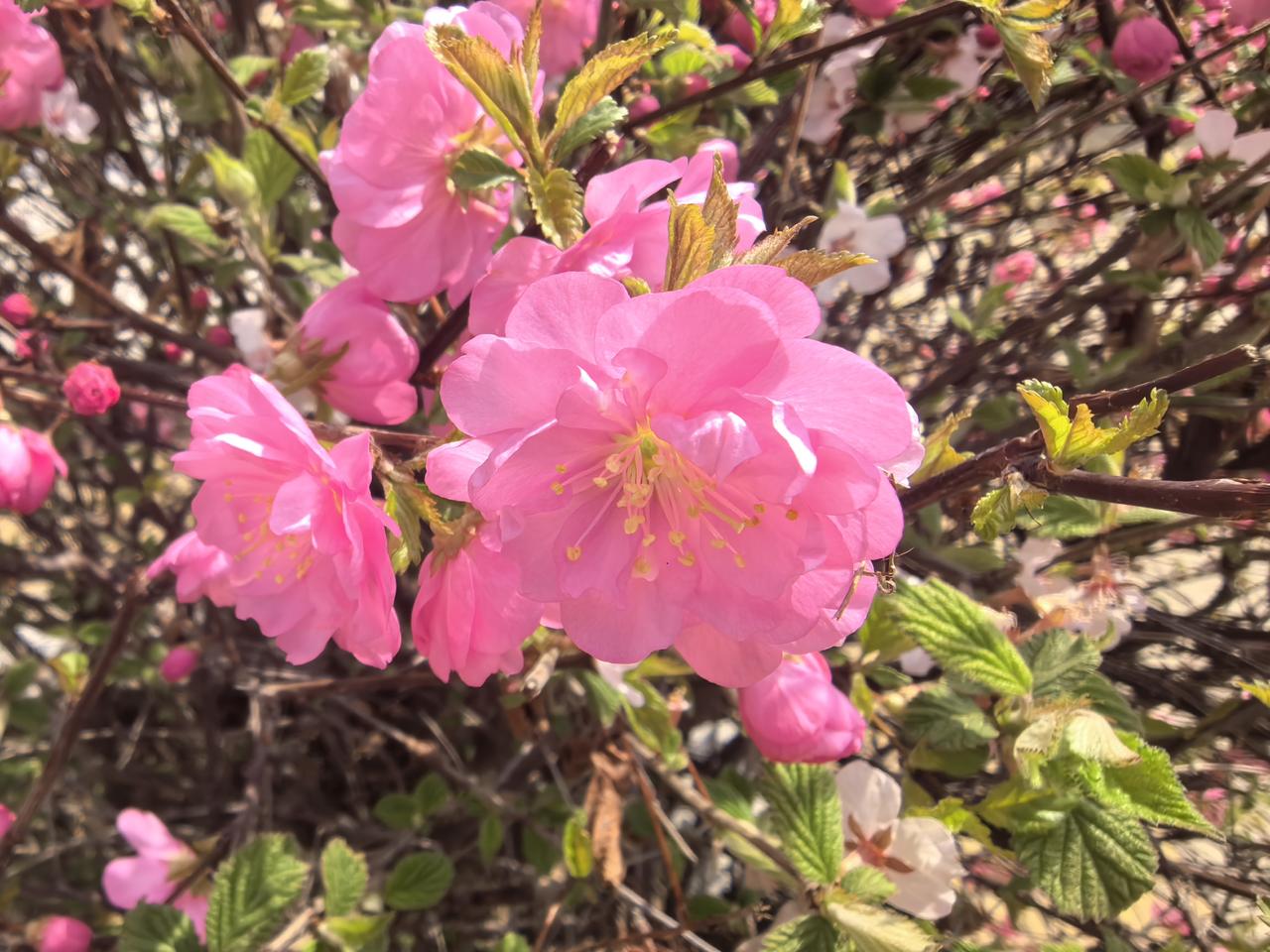 小区里的榆叶梅开了，开得不管不顾，热热闹闹。
起初只是枝头几点胭脂，像少女羞红的