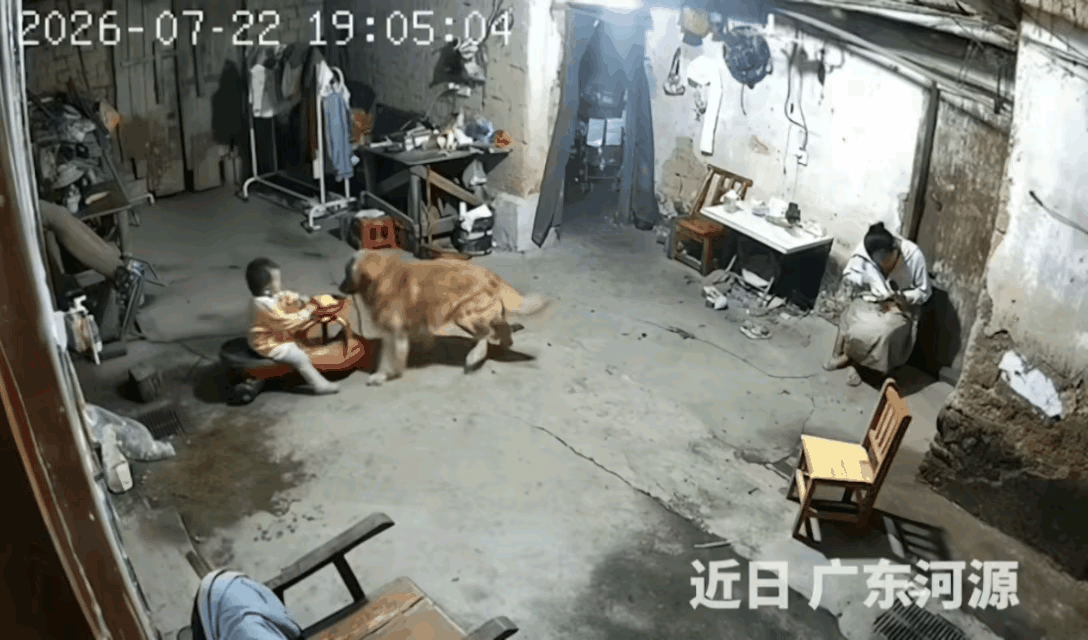 监控拍下惊险一幕：狗子突然叼走孩子，下一秒…人民日报都点赞！

“这狗，以后上桌