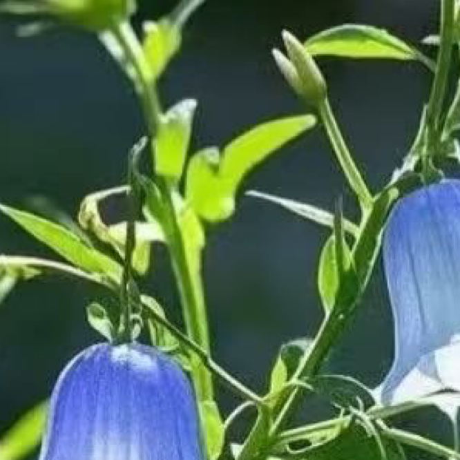 0000风铃草的日常种植养护秘籍寓意：风铃草象征温柔、健康、感恩、创造力。喜欢它