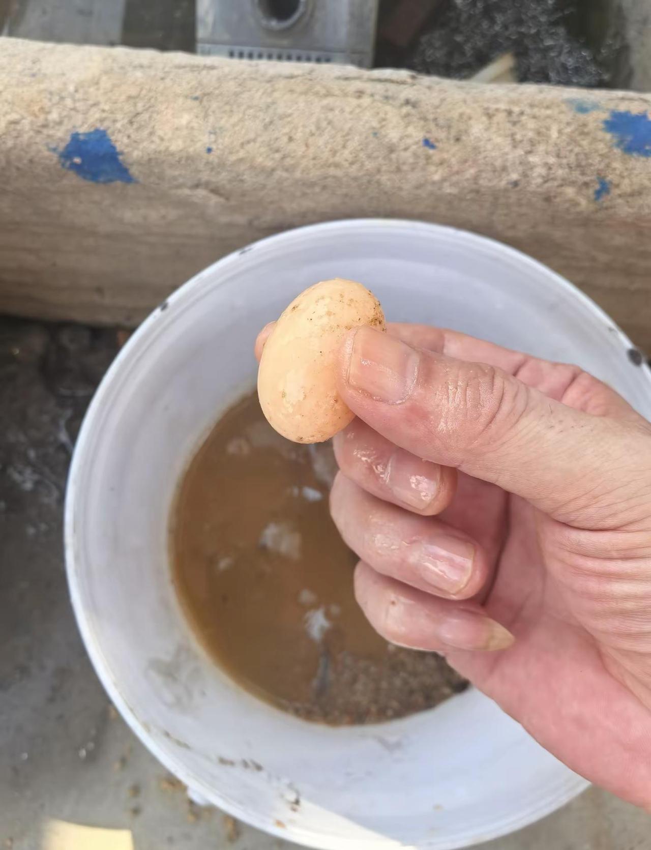 今天我姐夫给乌龟换水竟然发现水池里还有两颗乌龟蛋。养了快三十年的乌龟了。第一次见