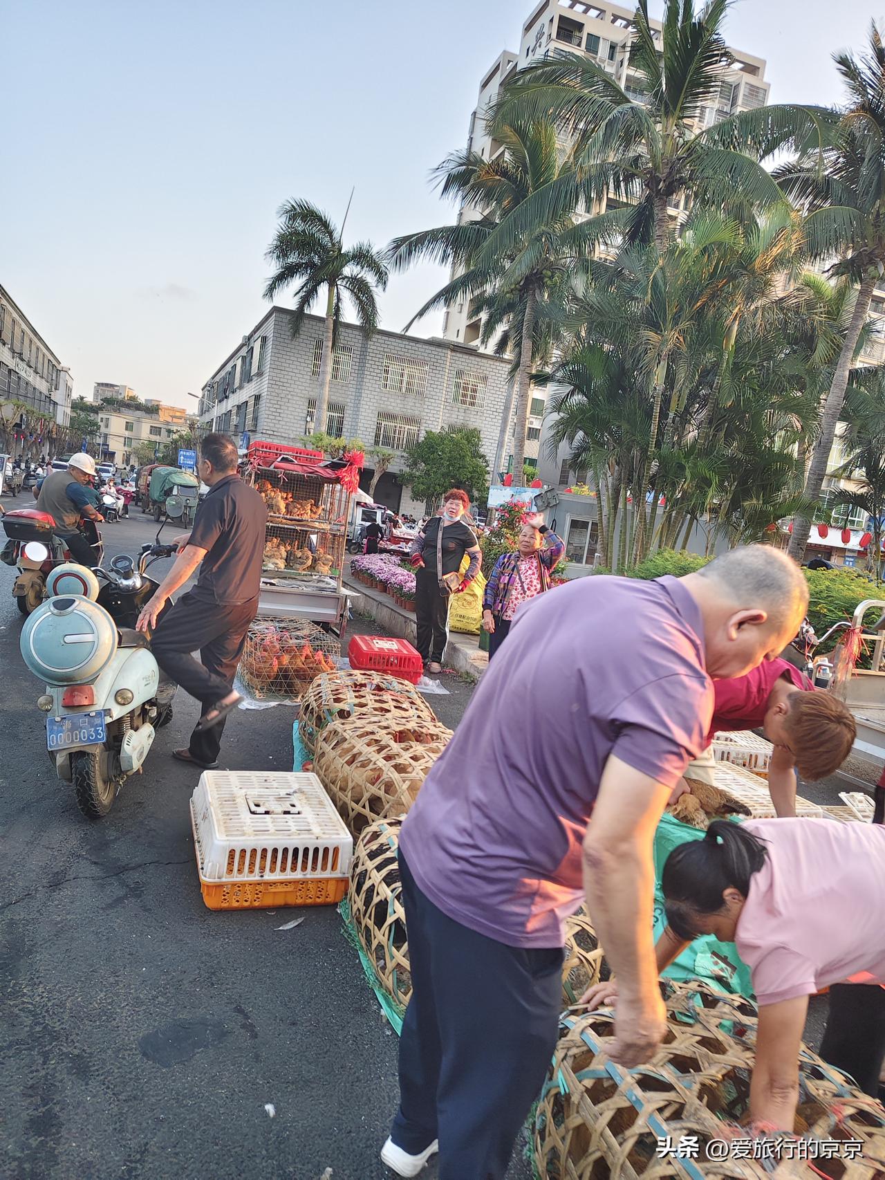 新年生活图鉴早市上的鸡笼鸭笼排排坐，第一次看到这样的规整的卖鸡鸭的摊贩