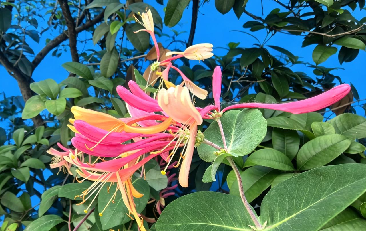 红蕊映碧叶，芳华照人间。