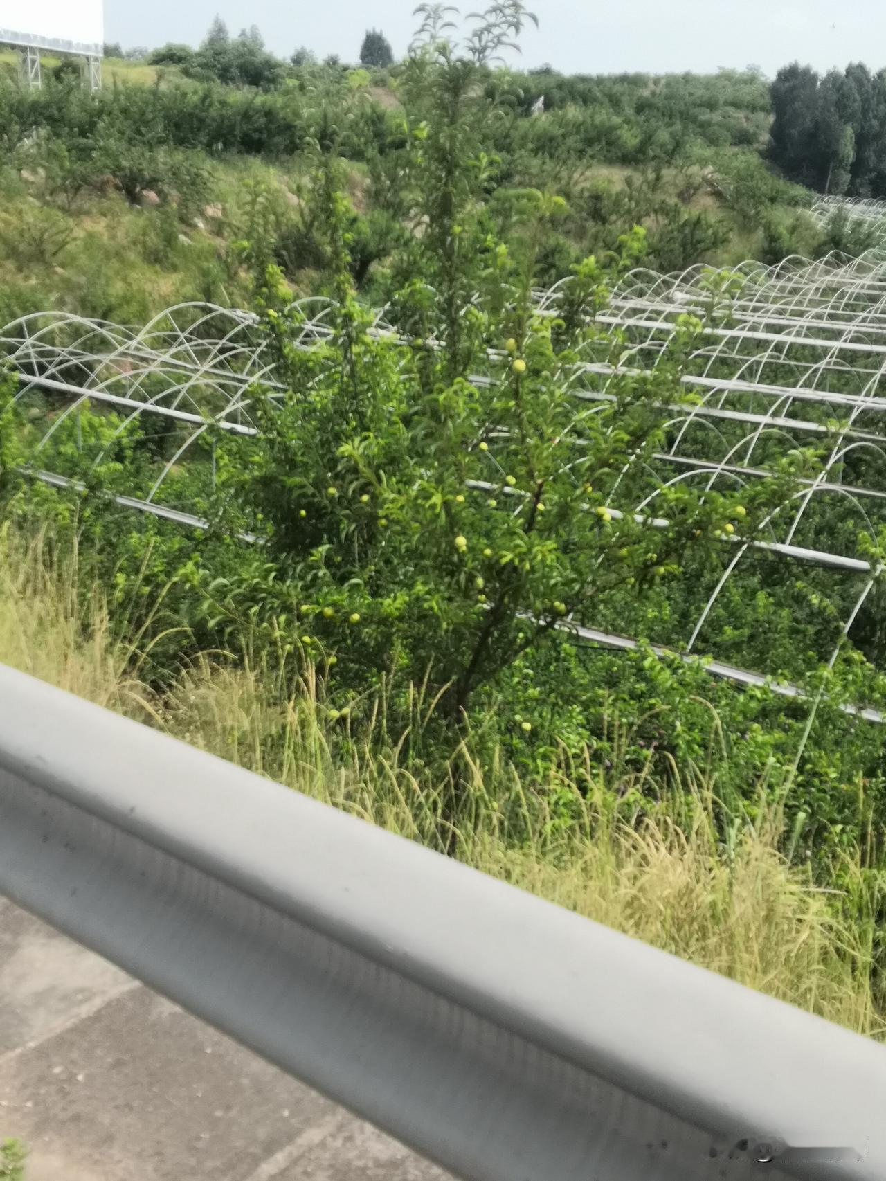 金堂县金堂大道高板有李，属实名不虚传！从这里路过，看见李子都熟了“幸福高板·采摘