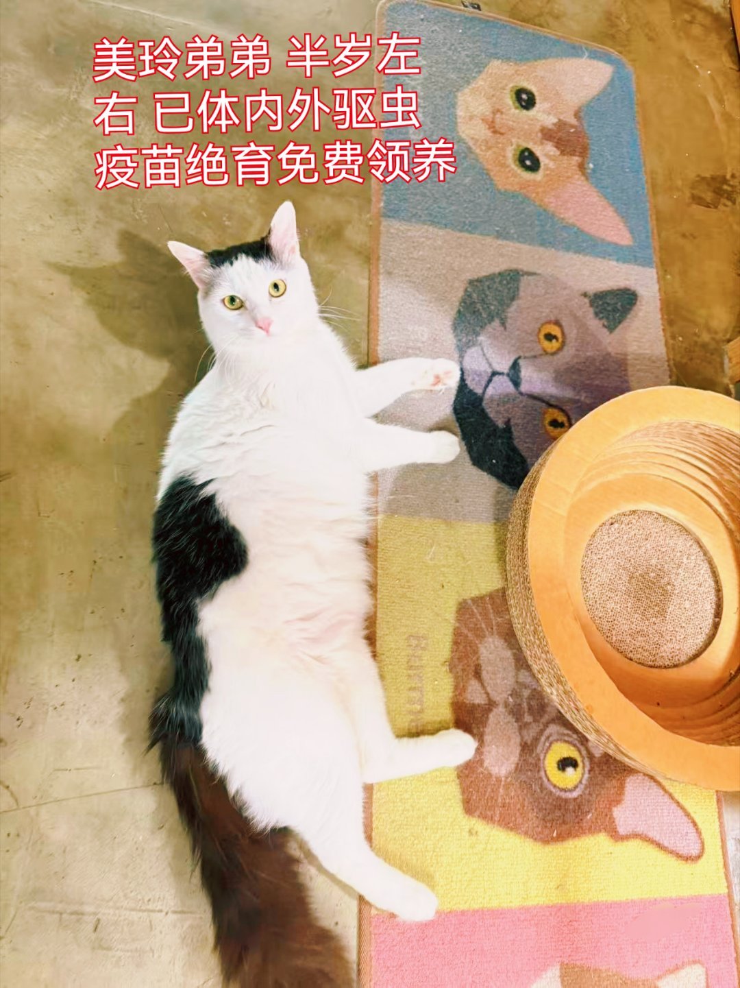 美玲:大熊，还没有人要领养我吗？​我:[苦涩] 深圳领养 ​​​