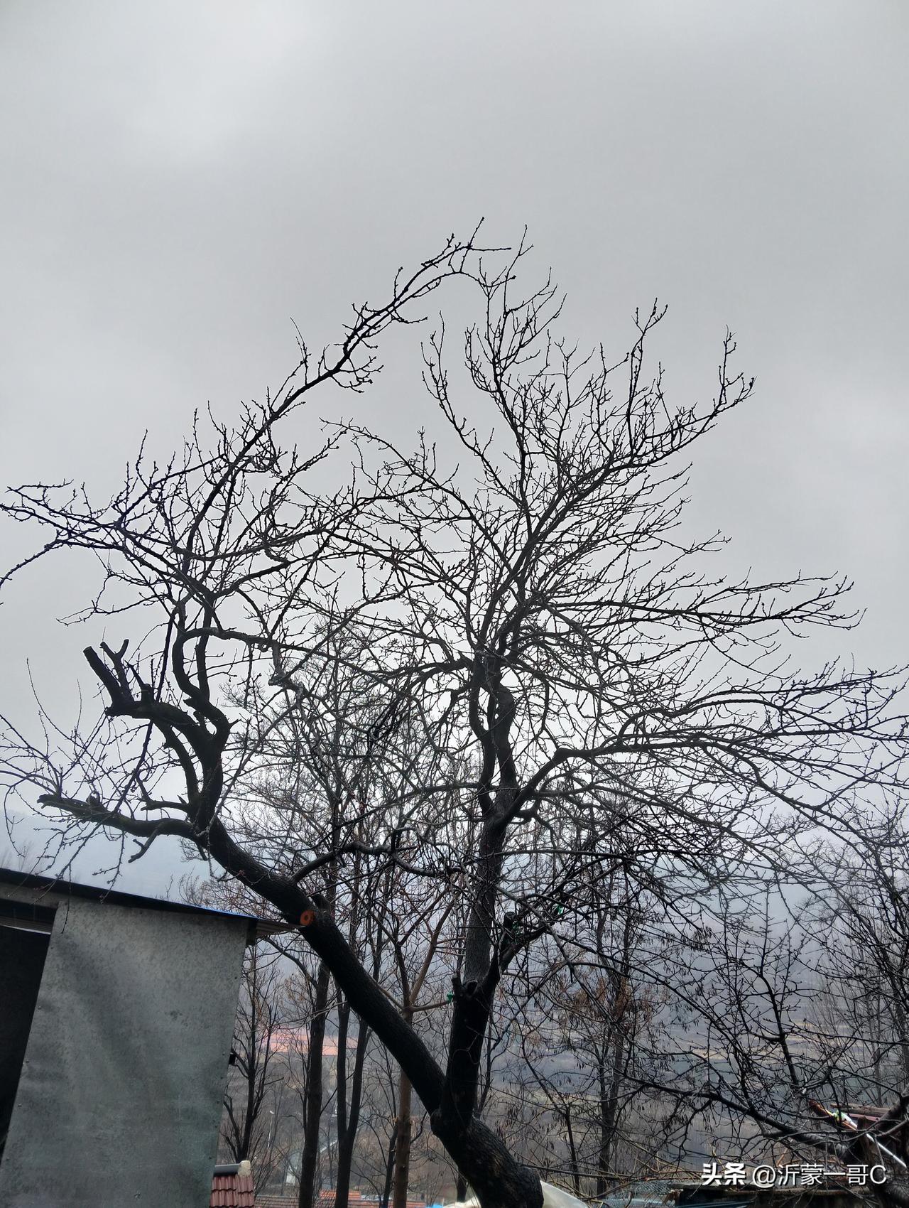 晒图笔记大赛今天小雨，从早上五点到现在还是下个不停，淅淅沥沥的，春雨贵如油，润物