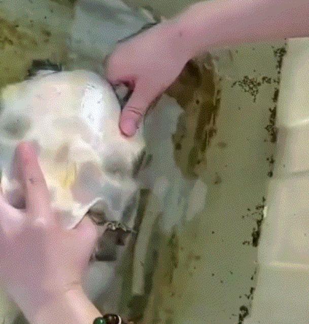 一女子处理甲鱼时，不慎被甲鱼死咬住了手指不松口。但女子被咬后，并没有像我们以为的
