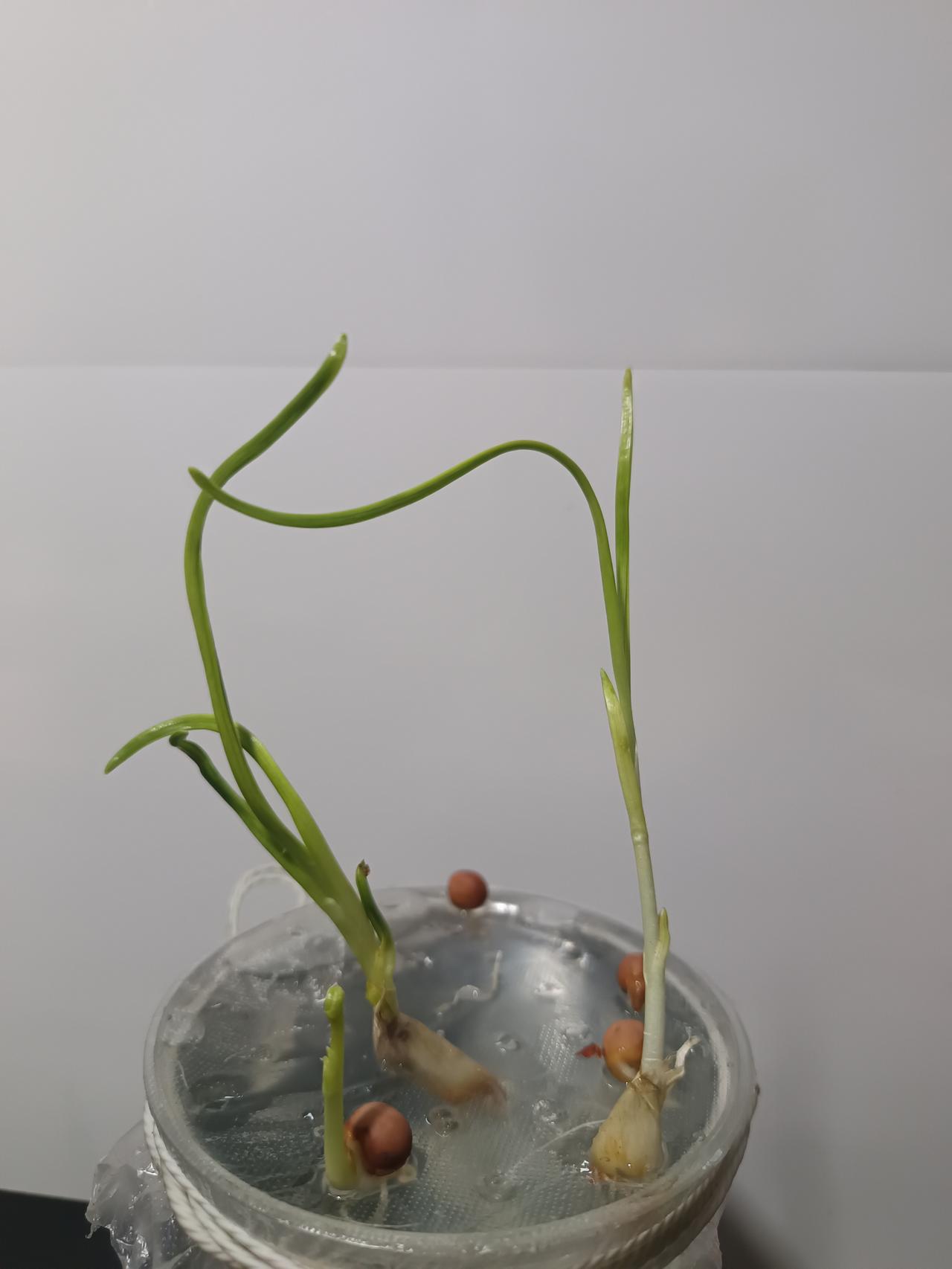 如何让没用土的水培植物涨快一点。