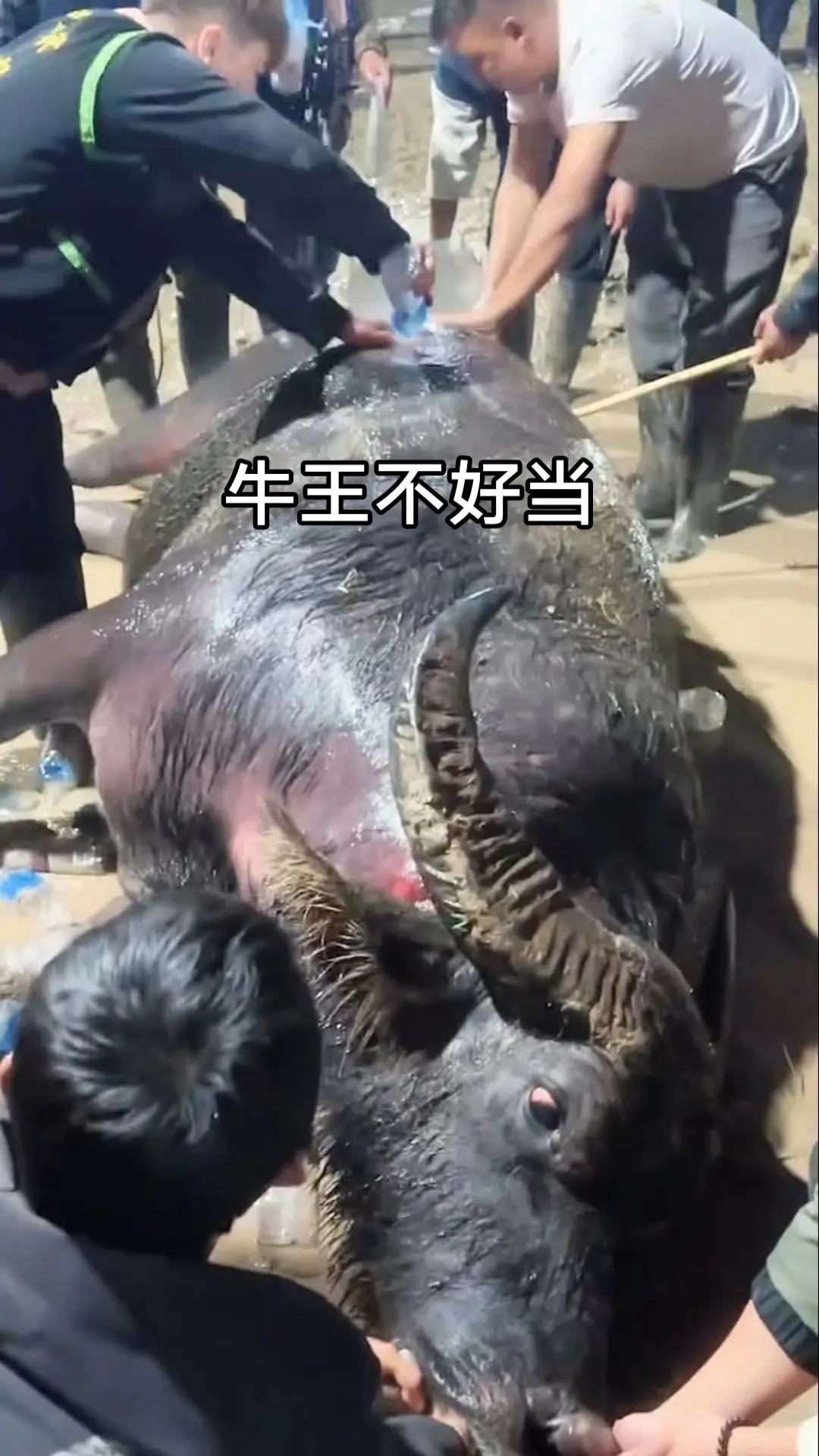 斗牛视频 斗牛爱好者