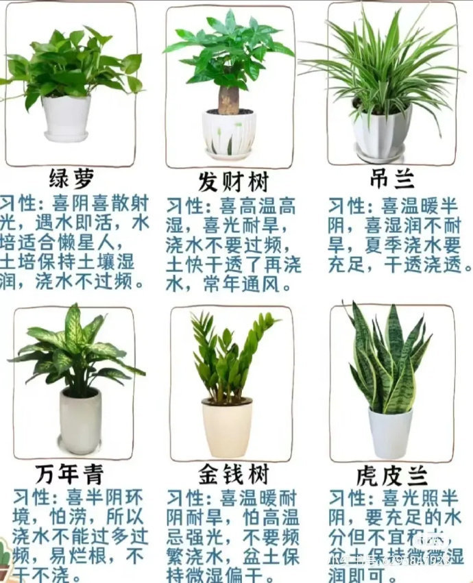 常见绿植的培育方式  