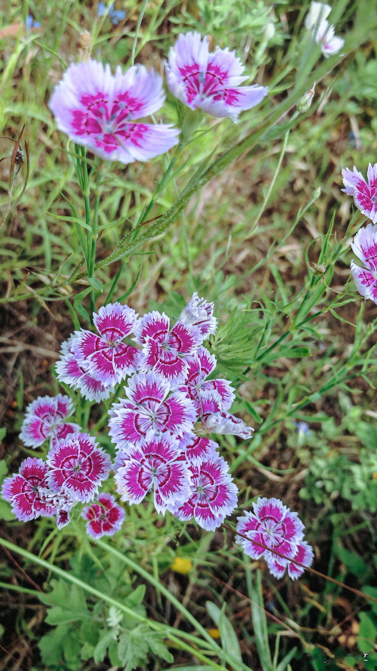 随手拍张照漂亮的石竹花