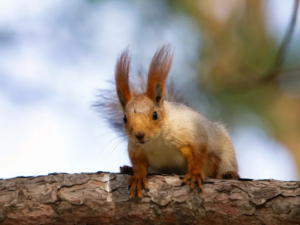 每天一条冷知识 花鼠会“偷走”欧亚红松鼠的伙食。当秋季红松的松塔落地时，花鼠会优