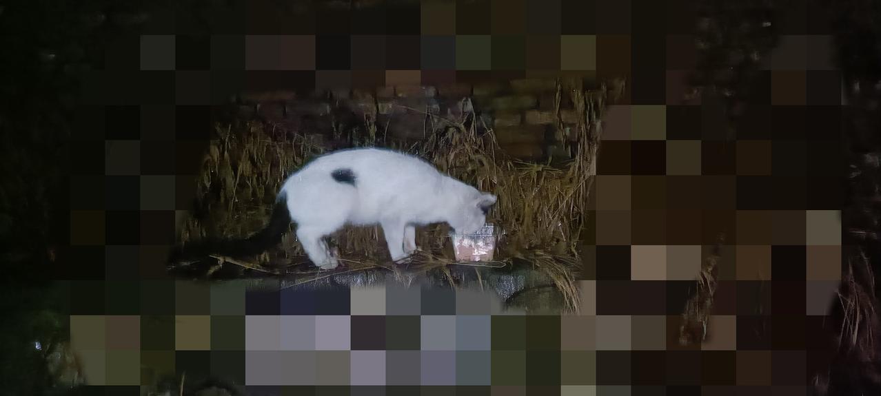今天下了一整天的雨，恰好是喂猫日，流浪猫不用在阴冷的雨夜挨饿了，一想到它们在苦苦