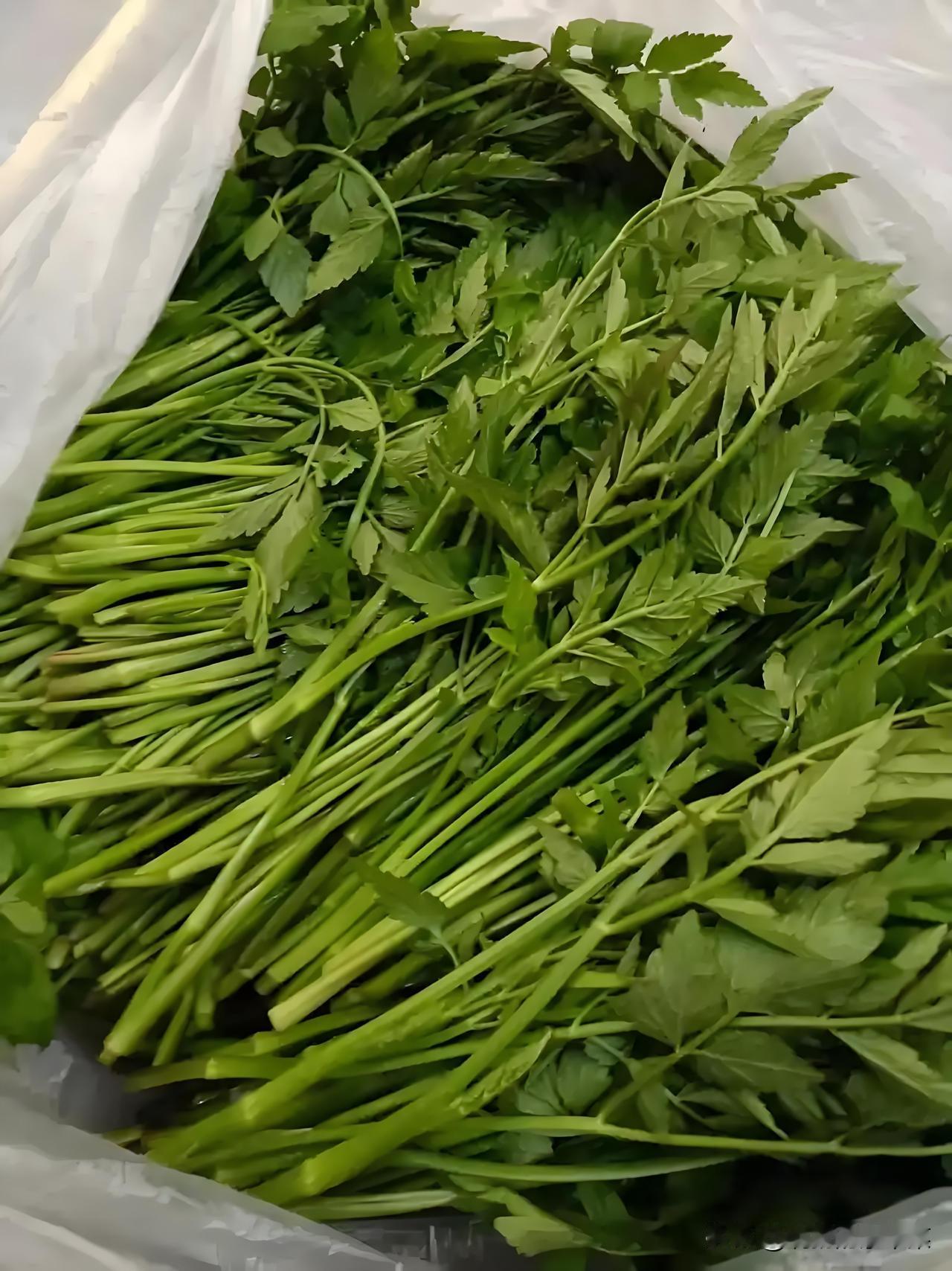 南京麒麟门这片的野芹菜太多了，根本拔不完啊，无意中找到了菜场老太卖野芹菜的进货地