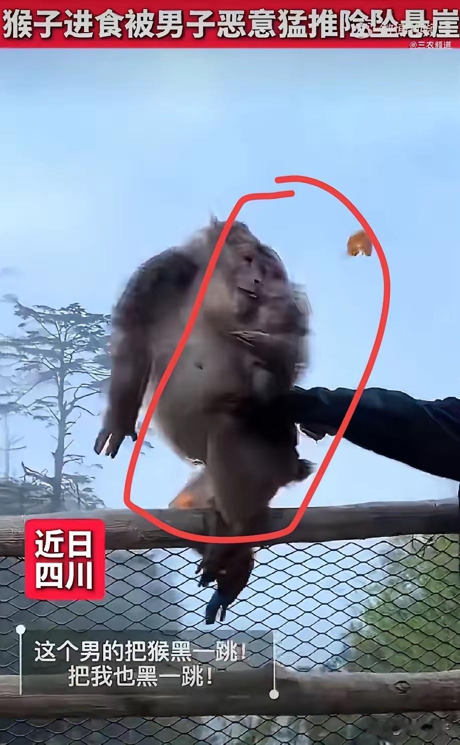 四川乐山，一只猴子正蹲在悬崖边安安静静剥橘子吃，一个男人悄无声息靠近，突然伸出手