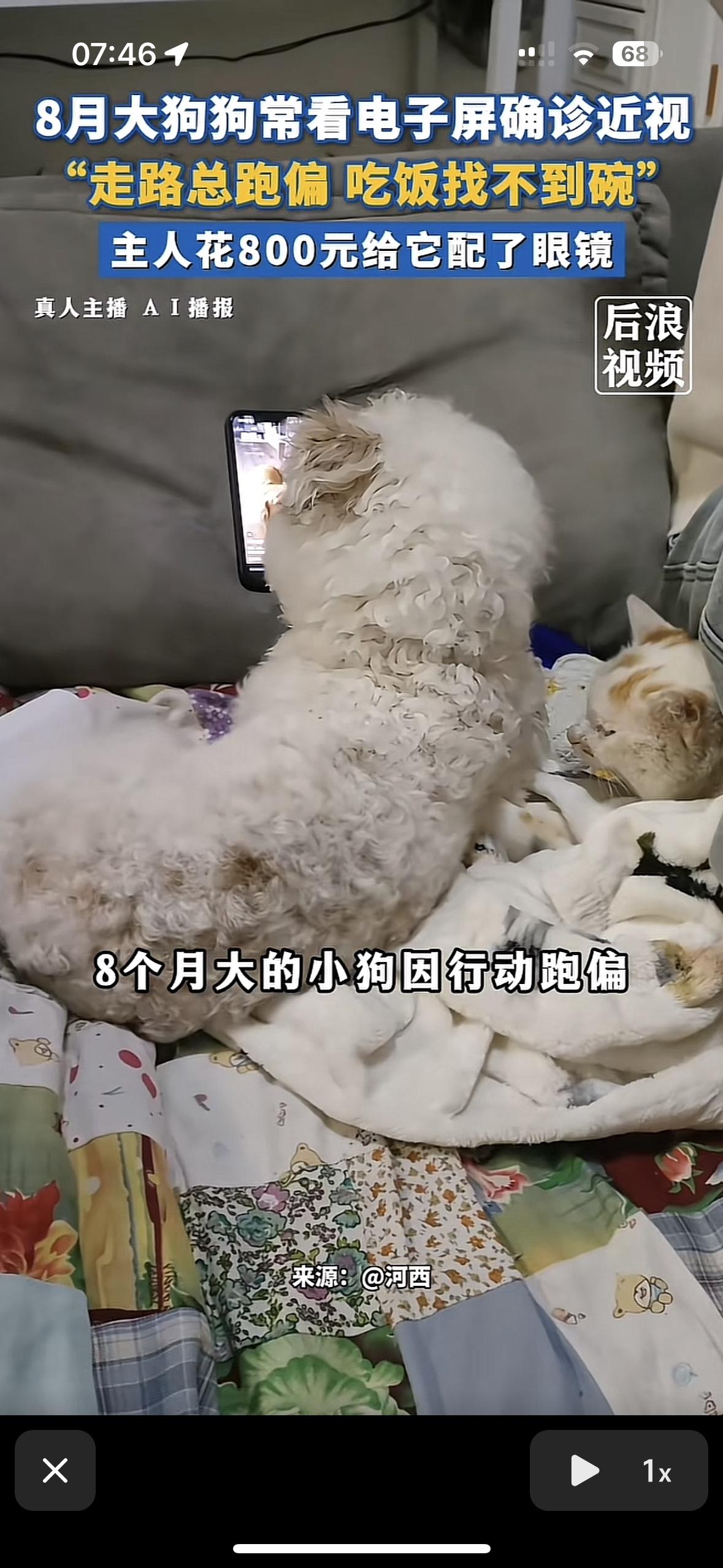 太好笑了，这真是亮瞎了狗眼
谁能想到8个月大的狗狗居然让主人花费800元配了个眼