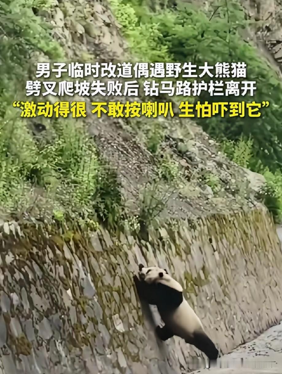 熊猫：这护坡太陡了，我的小短腿爬不上去，要改改[偷笑]