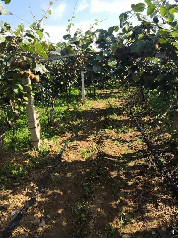 猕猴桃水肥一体化技术,您懂了吗? 猕猴桃水肥一体化技术
真是个好东西
以前给猕猴