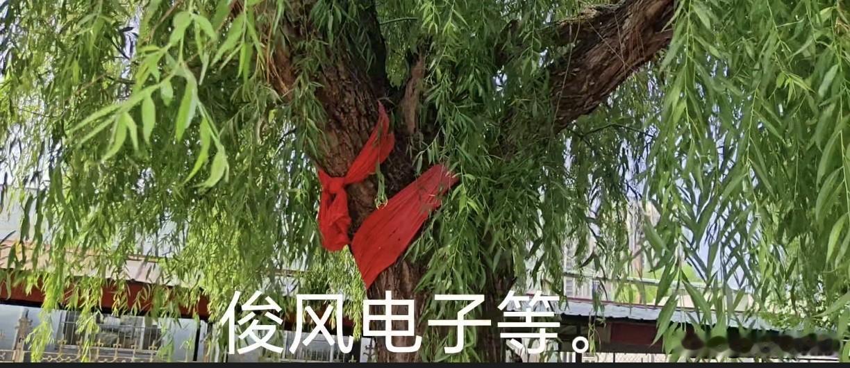 一棵树，也能喜当爹！鲁北一带的风俗人情！
      山东庆云县振祥路，在渤海路