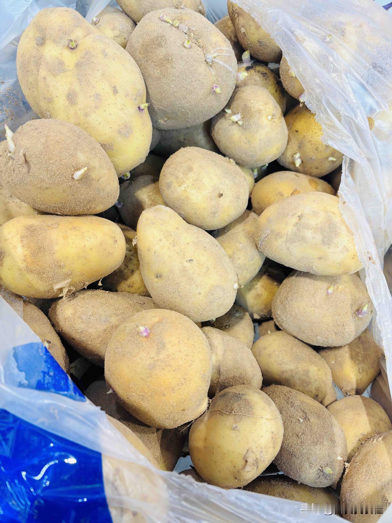 朋友们这发了芽的土豆能吃吗？
这还是新土豆，一看发芽了，都说发芽的土豆不能吃，有