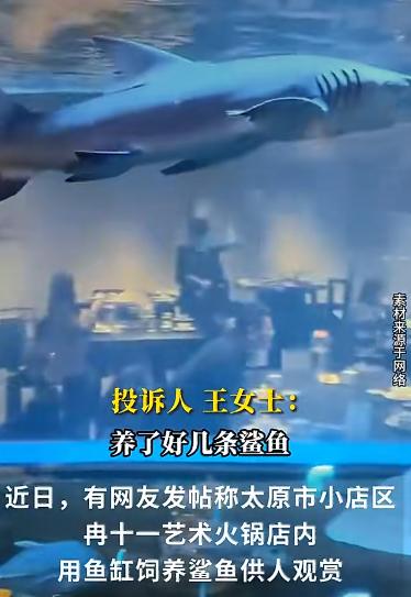 山西太原有家火锅店因为“把鲨鱼养在鱼缸里当装饰”成了网红，不少食客专门跑来打卡拍