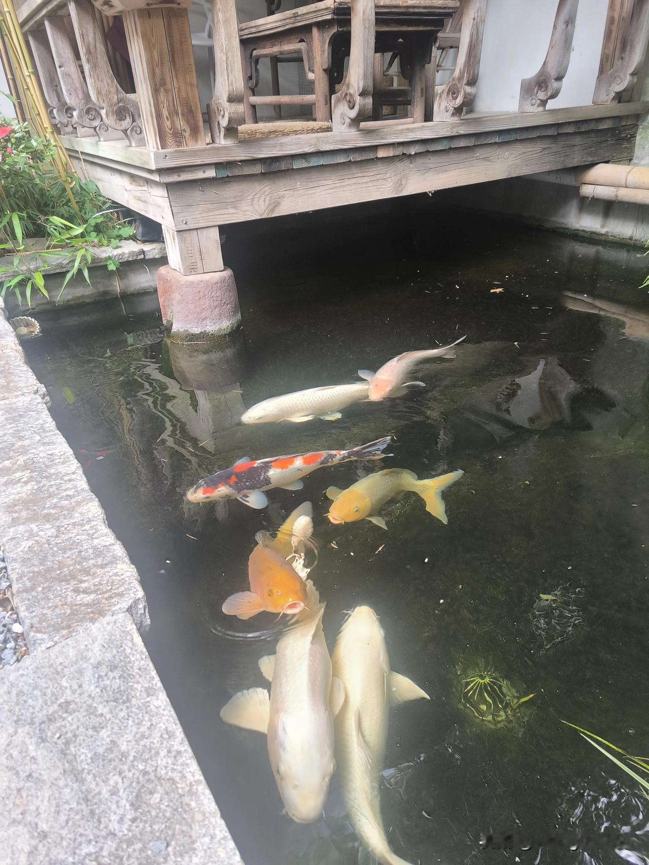 烈日炎炎似火烧，
水池锦鲤乐逍遥；
追逐嬉闹无烦恼，
年年月月肥膘膘。