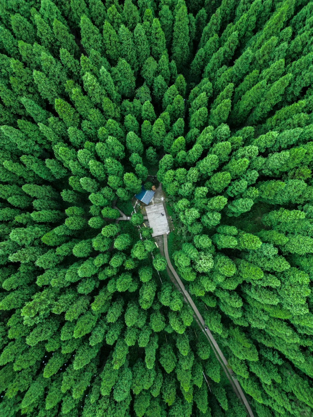 四川徒步🌲成都出发1.5h走进暮光之城电影里