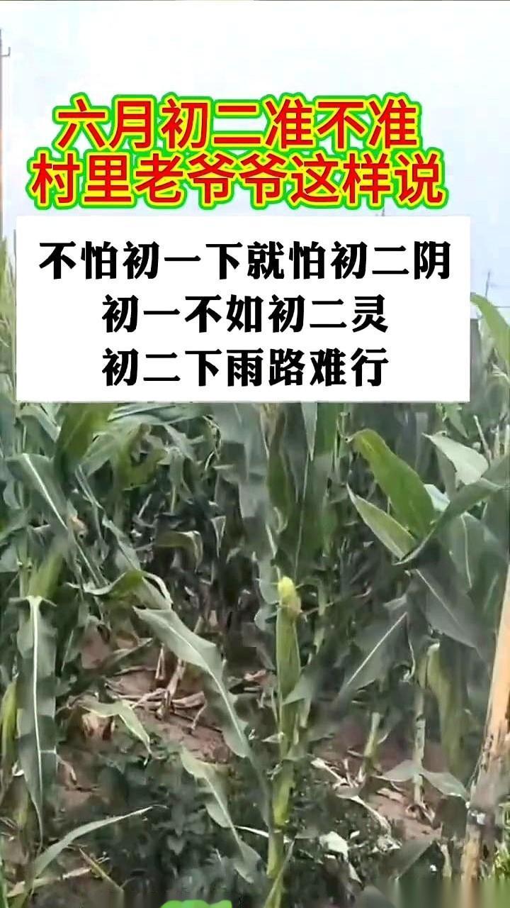 别刷手机上的天气预报了。
我跟你说，看天，得看老祖宗的。
就今天，农历六月初二。