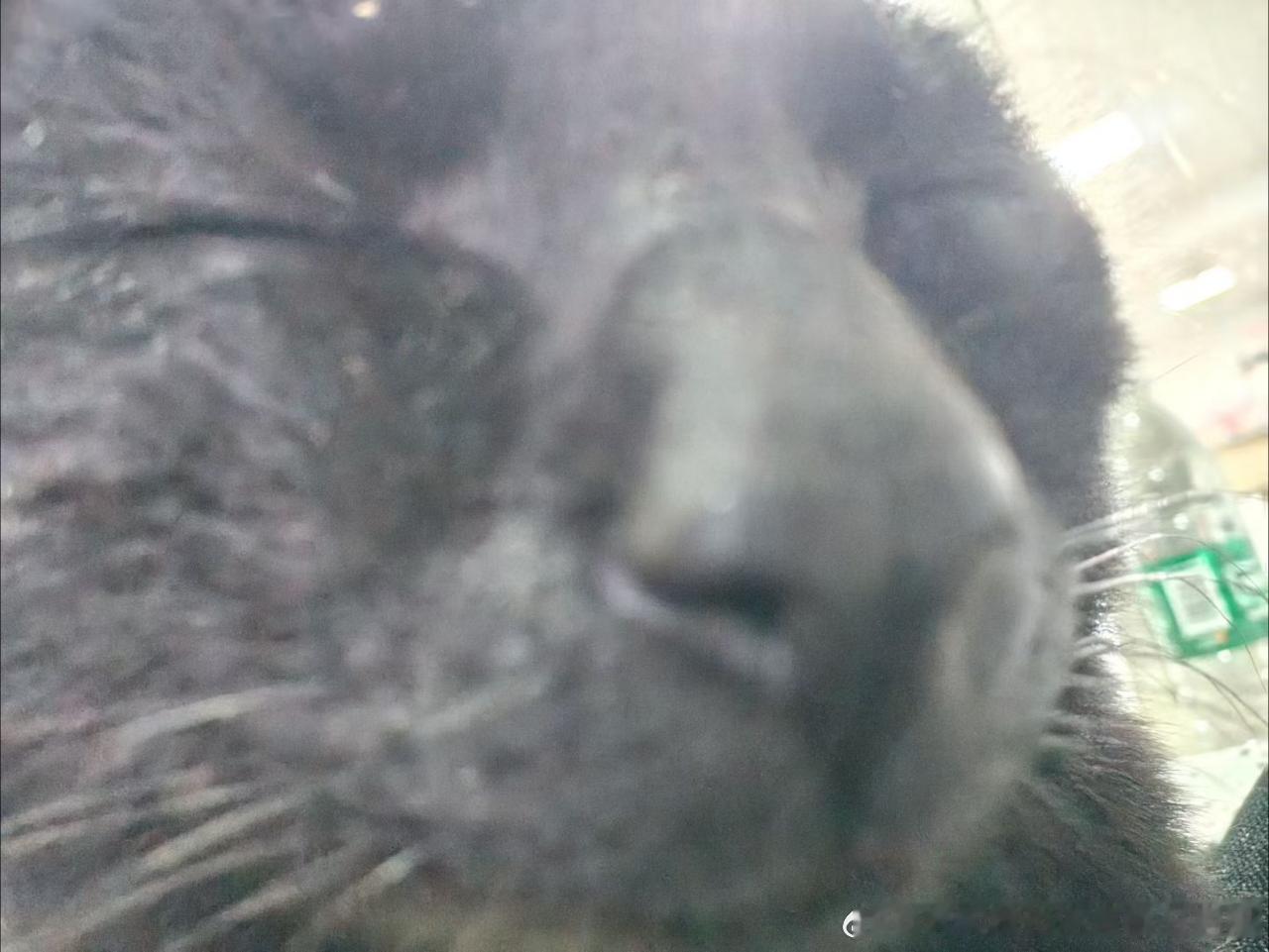49887【丑猫】测报给俺嗅嗅 