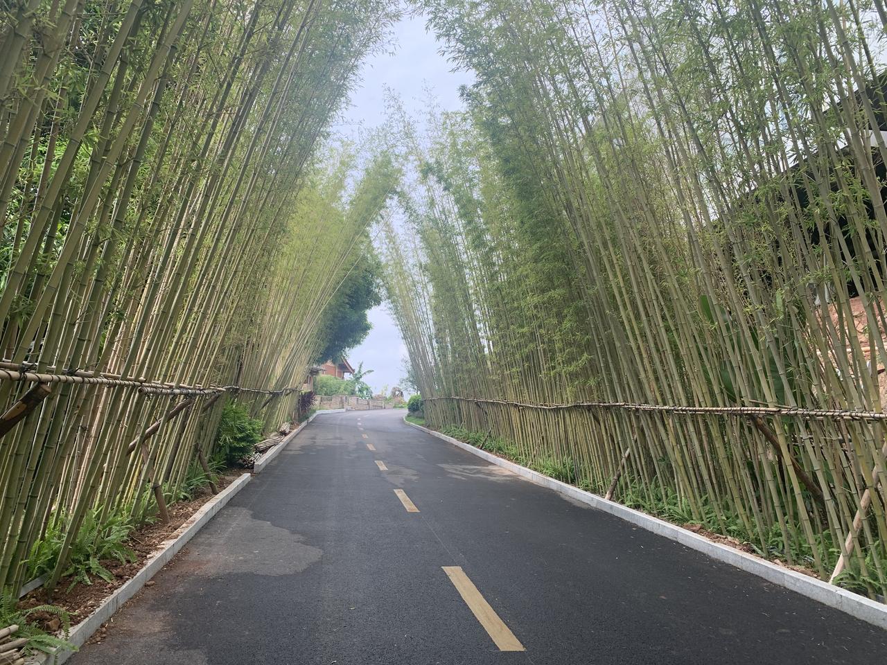 这条路真是美极了！
路在我自己脚下 竹林土路