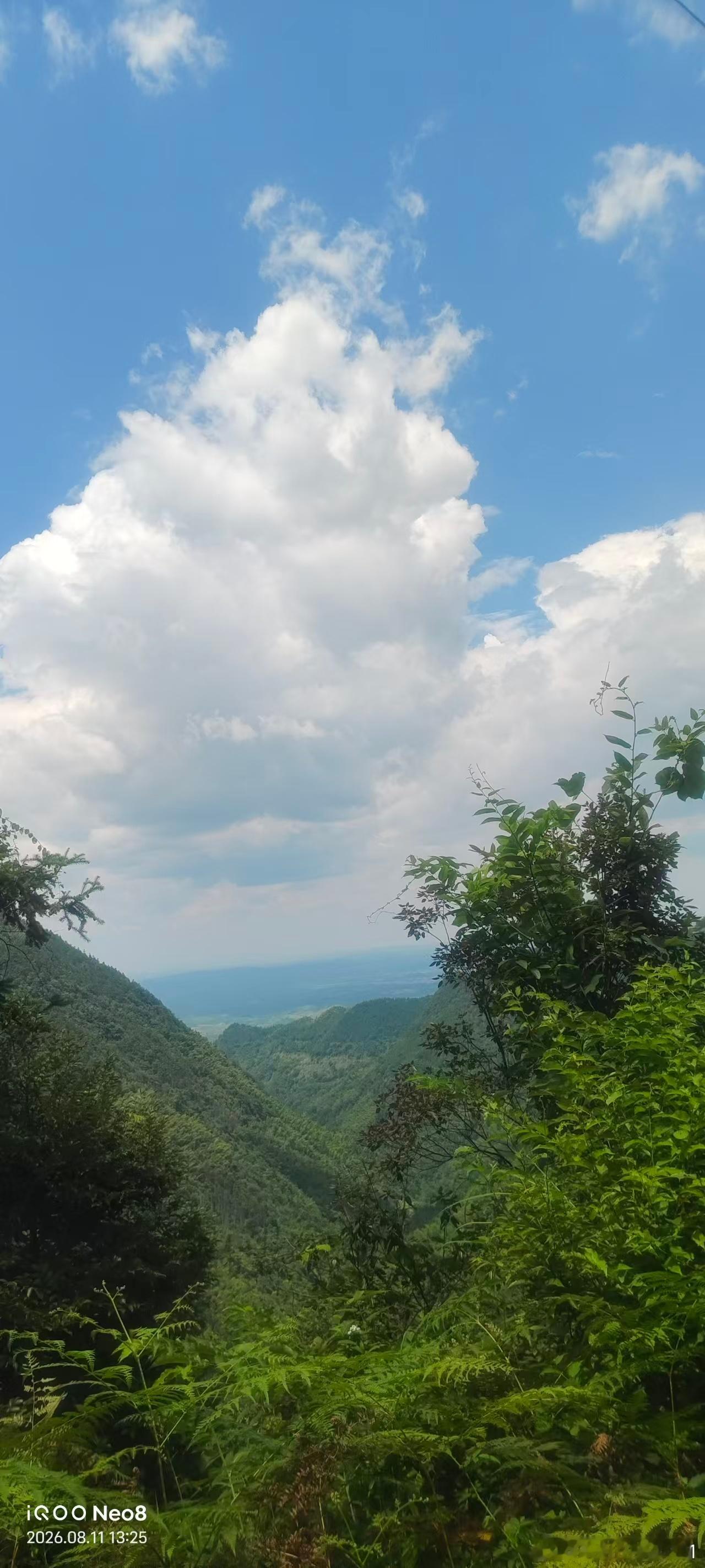 大姑家那边的紫云山林场。今天他们全部都跑到大姑家去了，看大姑和姑丈。我爸七兄弟姊