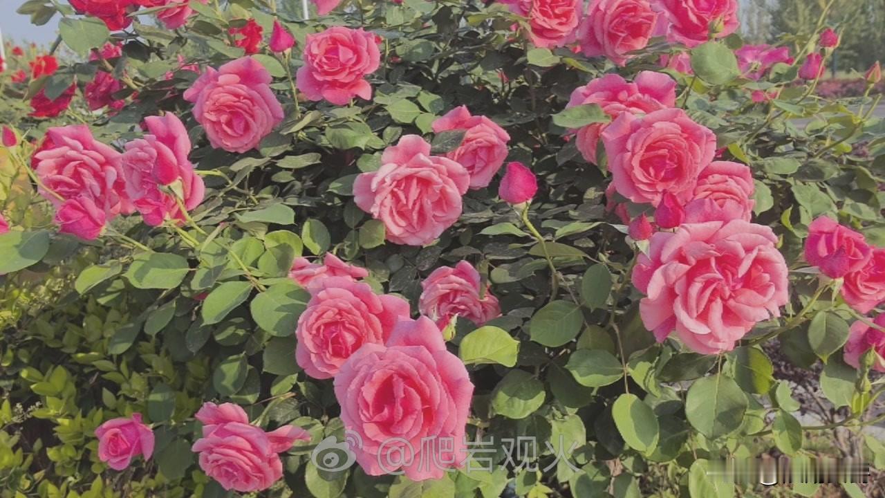 最近几天的美国，从特朗普到高官，各种接受采访和发言中，张嘴闭嘴都是中国，谴责中国