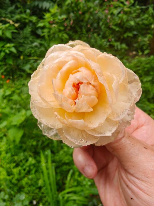 雨后的月季 晶莹剔透