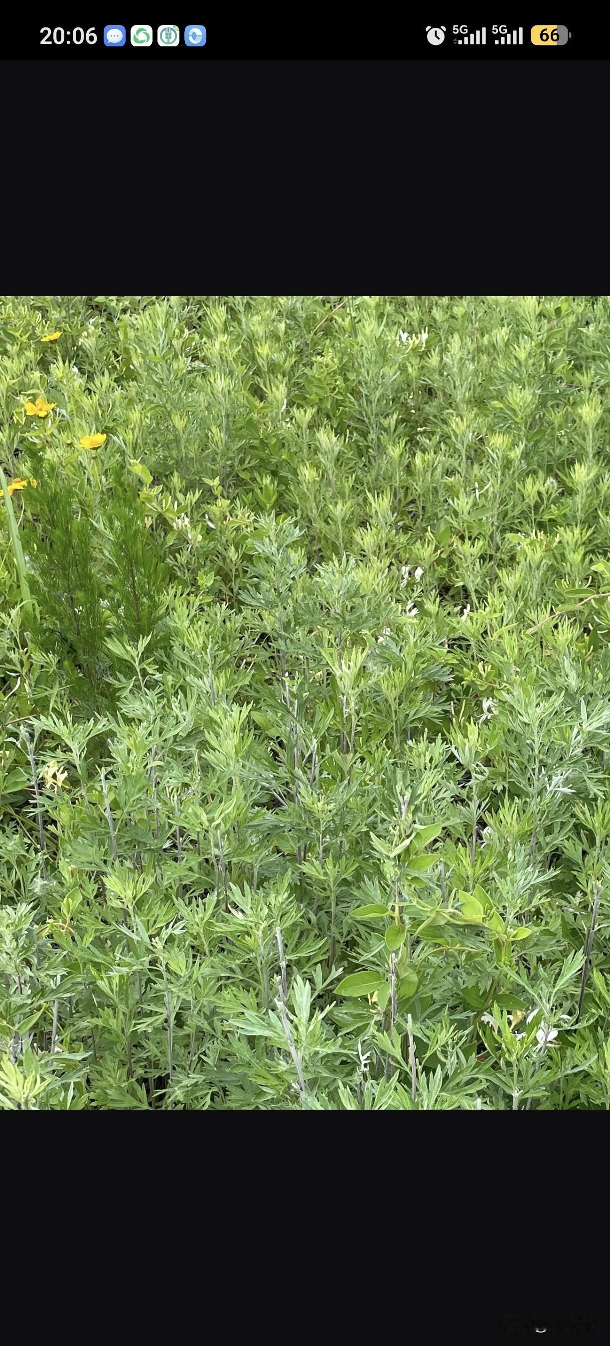 我敢和你打赌，这个植物就算你是土生土长的农村人，你也不一定知道这个叫什么？不服的