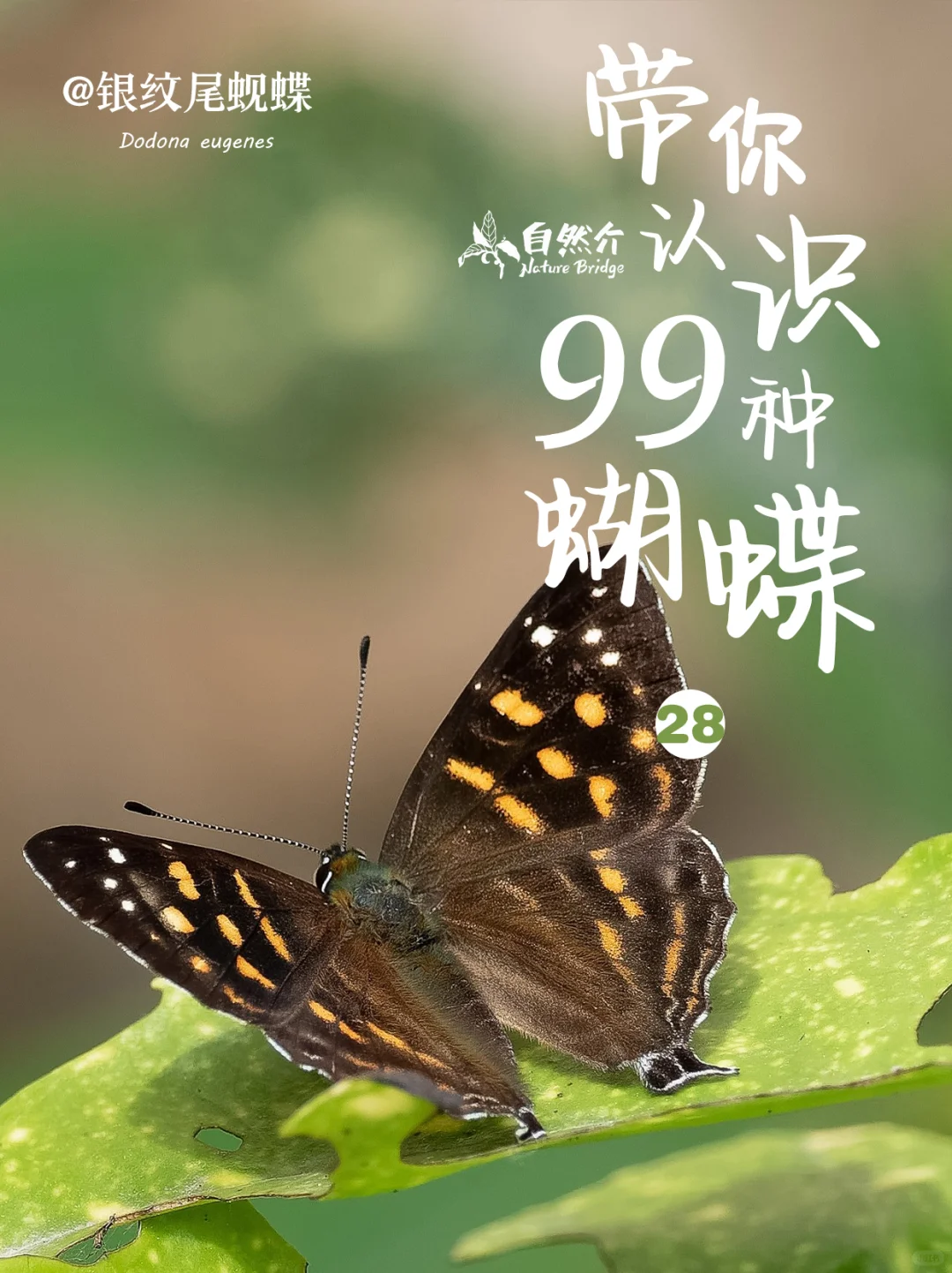 带你认识99种蝴蝶