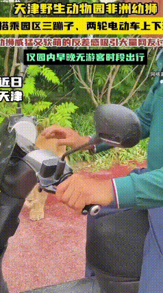 幼狮天天坐三蹦子通勤走红！不是博眼球，是精细化动物养护
 天津野生动物园一只不到