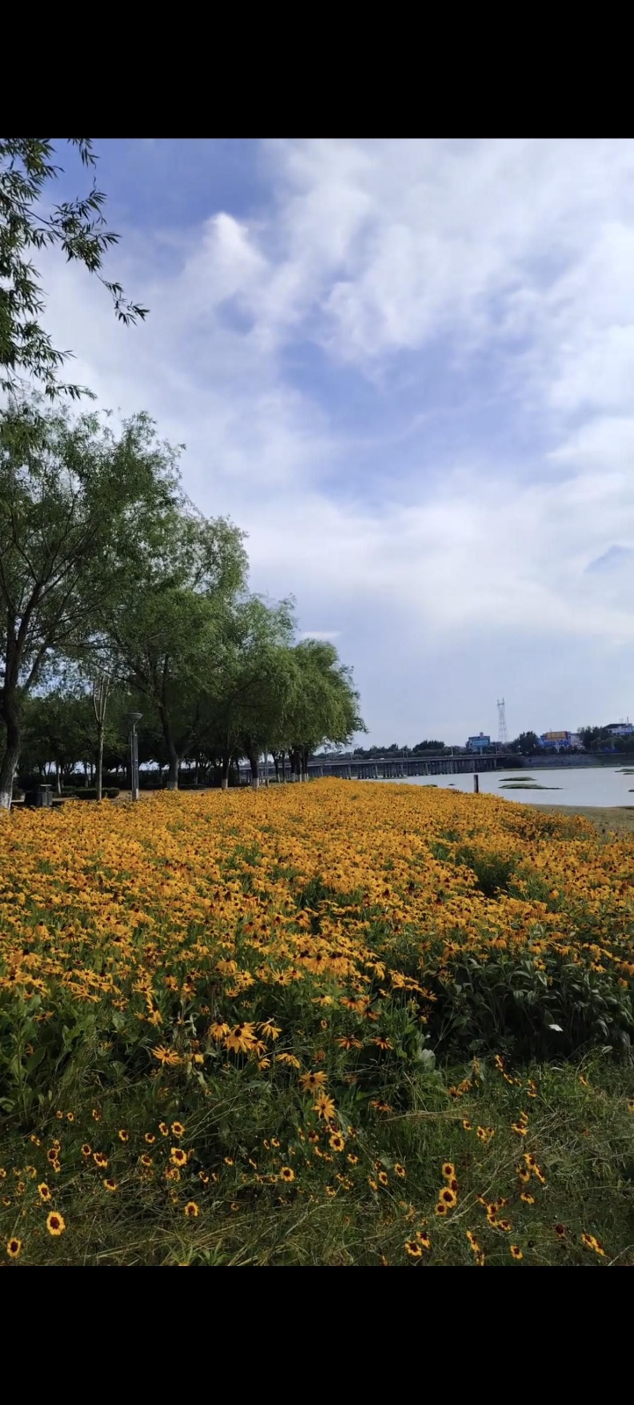 🌻 你有多久没出门走走了？

夏天一到，空调房成了避风港，手机刷到手指发麻。但