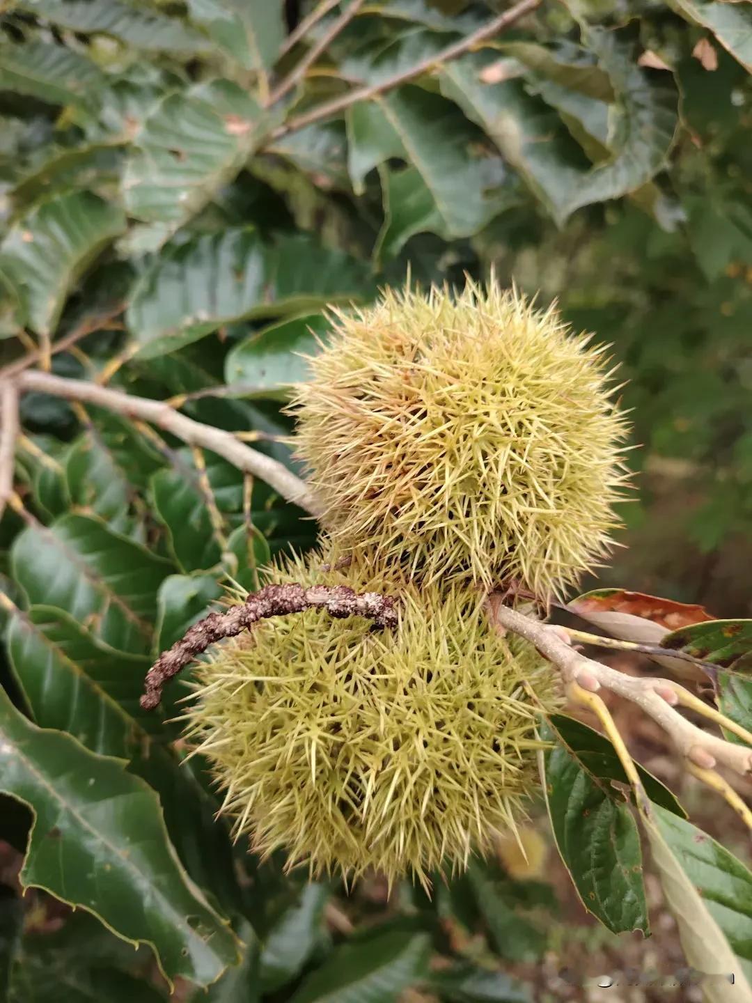 秋意渐浓，正是吃栗子的季节汉中的秋果和花香。