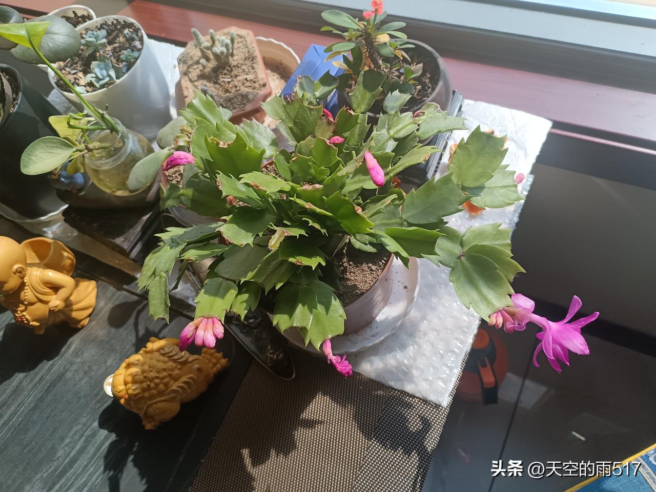 这几天的阴雨天气，终于过去了。今天的西安阳光明媚，春暖花开，