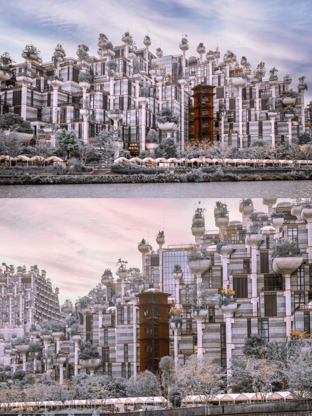 1000 tree 千树