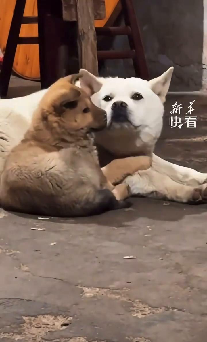 小狗依偎在妈妈身边，只要有妈妈在就什么也不怕。
新华快看。