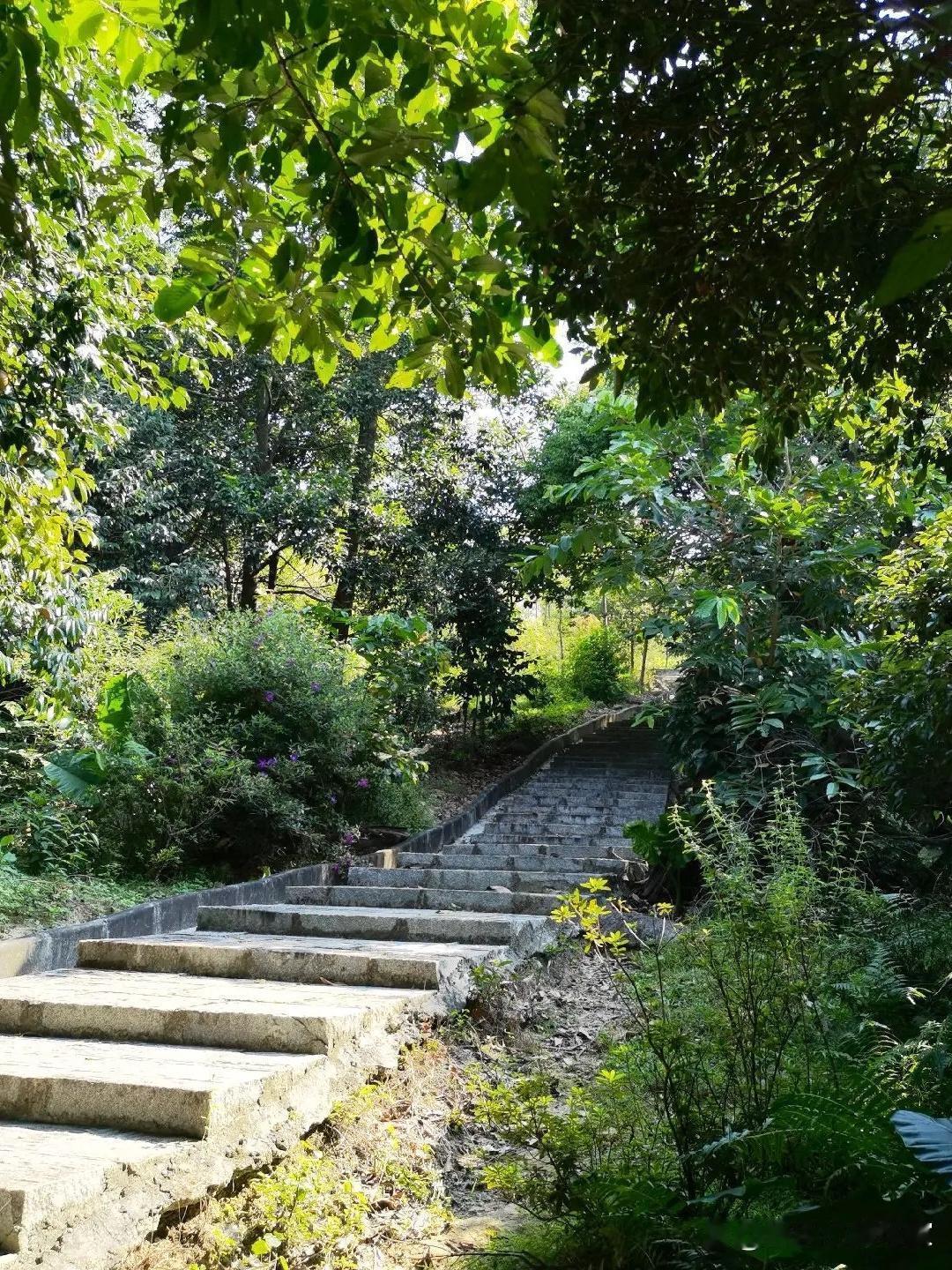 🌳春日漫游指南｜白水山森林公园徒步路线

春日的阳光透过树梢洒在石阶上，白水山